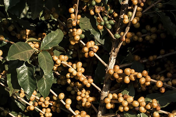 Variedades de café no Brasil. Conheça o Catuaí Variedades de café no Brasil. Conheça o Catuaí - Amarelo - Coffee Mais - Blog