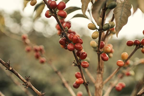 Variedades de café no Brasil. Conheça o Catuaí Variedades de café no Brasil. Conheça o Catuaí - Vermelho - Coffee Mais - Blog