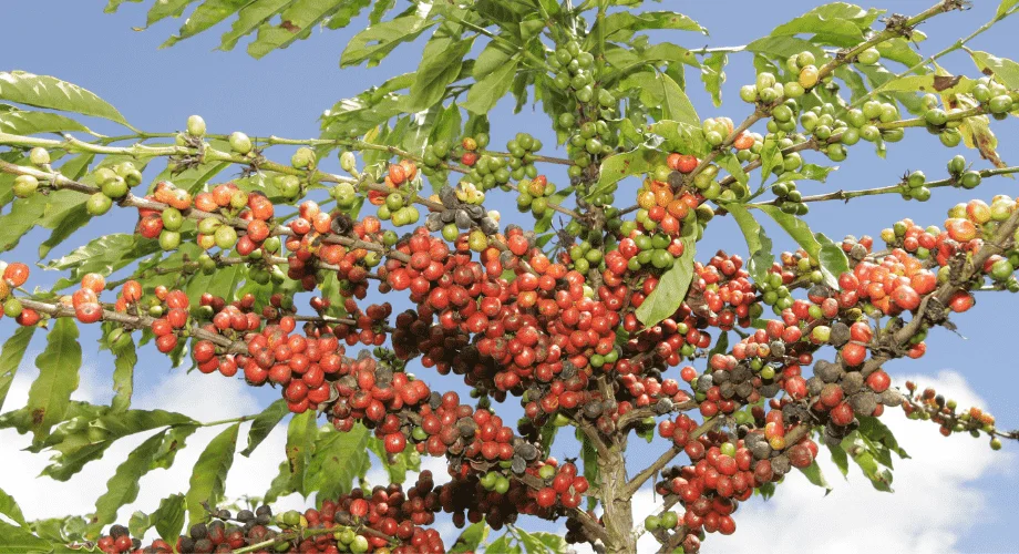 Conheça o café conilon: a espécie descoberta no Congo