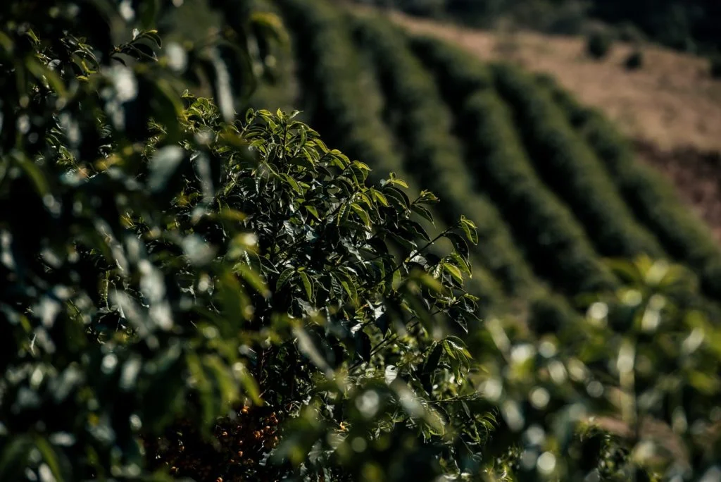 Você conhece o café arábica? Saiba a origem da planta de café mais popular do Brasil