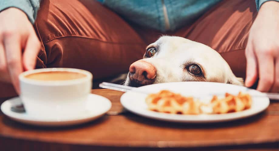 cachorro encarando uma xícara de café por baixo da mesa