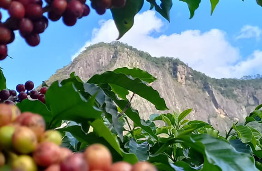 Café especial e rastreabilidade de produção Café Com Rastreabilidade