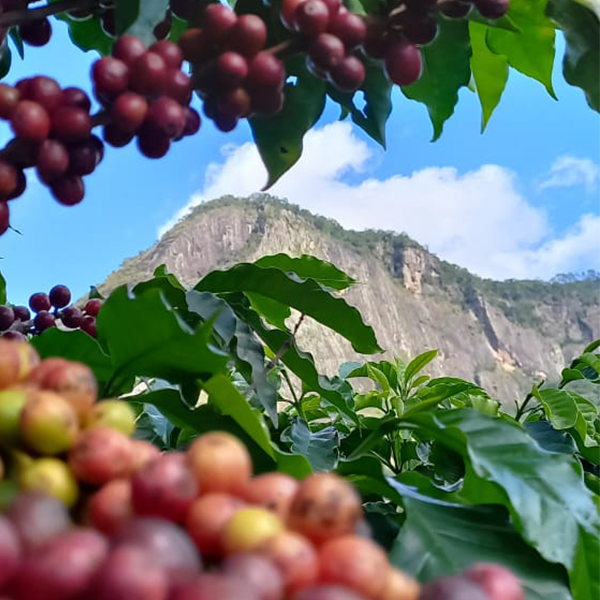 Cafés especiais de Minas Gerais: a deliciosa descoberta da região do Caparaó. Pico da Bandeira - Região do Caparaó