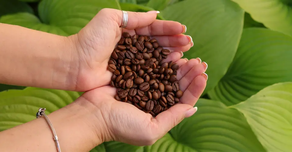 Café em grãos! Descubra o sabor autêntico.