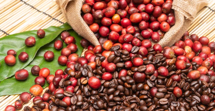 Café Robusta e Arábica: quais são as principais diferenças?